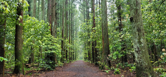 국가숲길로 지정된 한라산둘레길의 '수악길'  산림청 제공